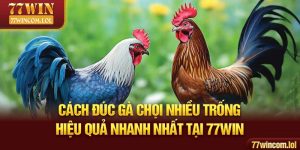 Cách Đúc Gà Chọi Nhiều Trống Hiệu Quả Nhanh Nhất Tại 77win