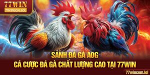 Sảnh Đá Gà AOG - Cá Cược Đá Gà Chất Lượng Cao Tại 77win